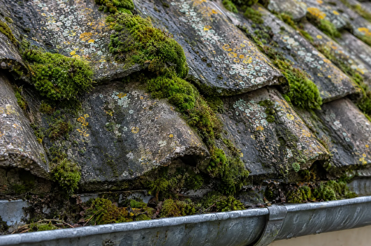 Vieilles tuiles d’un versant nord couvertes de mousse et de lichen, gouttière encombrée